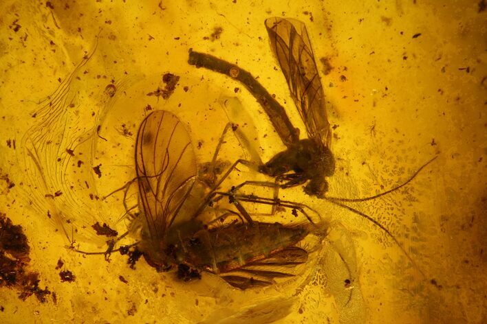 Two Large Fossil Flies (Diptera) In Baltic Amber #142223